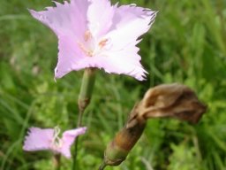 Dianthus zeyheri